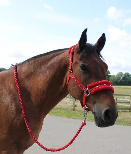 New mink padded - horse, pony