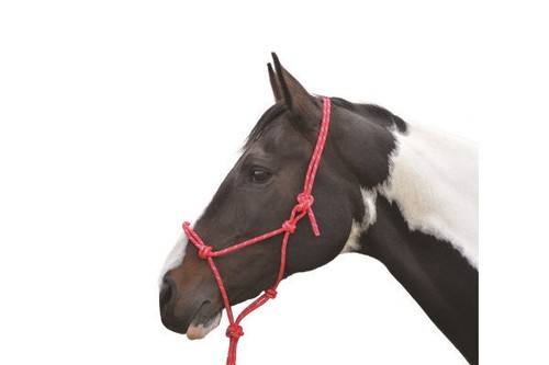Rope halter horses - halter,