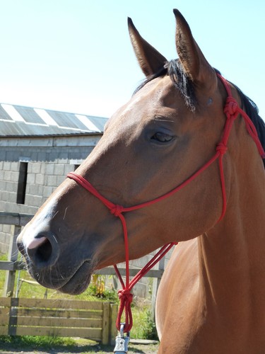 Easy does soft rope halter - easy-does-it,