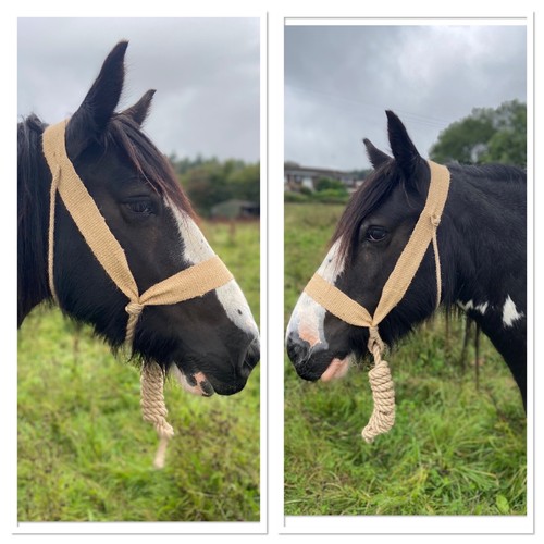 Yorkshire halter pony size - halter,