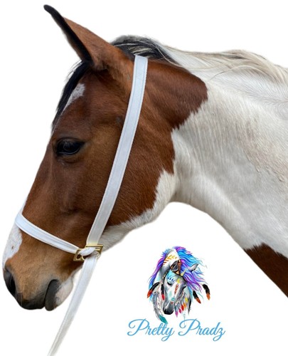 White show halter 25mm - show,