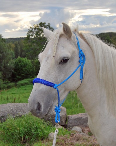 Easy does rope - halter, with