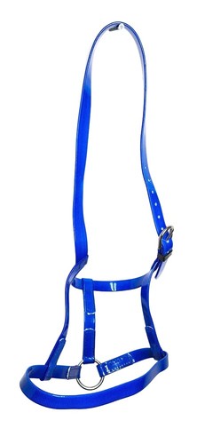 Horse under halter - halter, pvc
