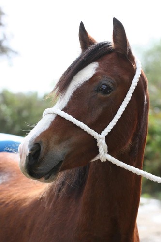White rope halter - rope,