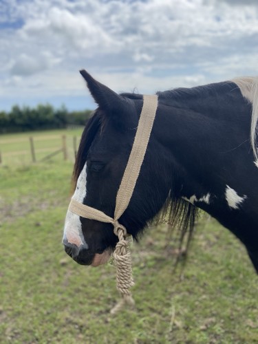 Pony size yorkshire - yorkshire, halter