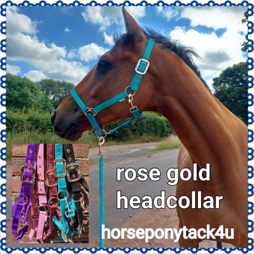 Rose gold headcollar and - gold,