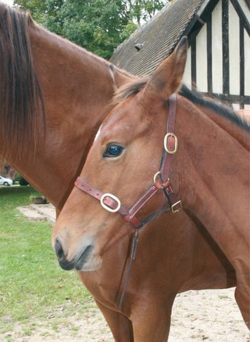 New foal mini pony - mini,