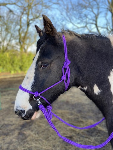 Casual bitless bridle sizes - casual,