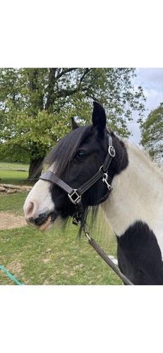 Halter full cob pony - full,, cob,