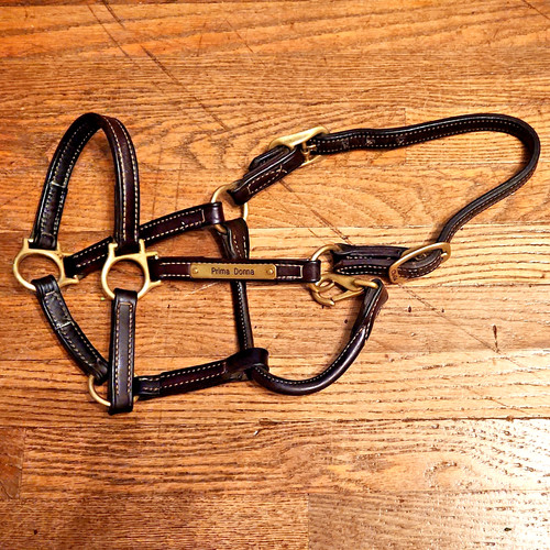 Walsh yearling medium pony - yearling,