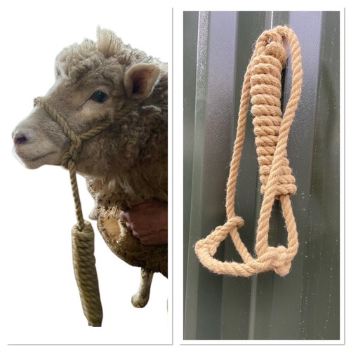 Sheep horse rope - sheep, halter