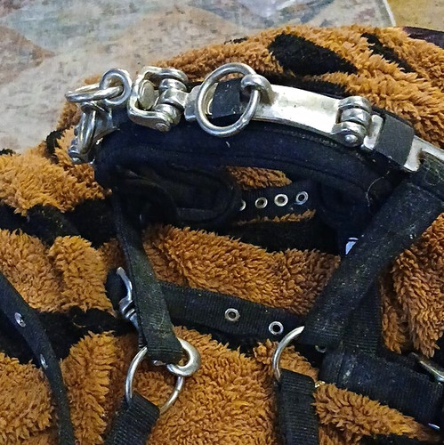 Pony size nylon webbing - pony,