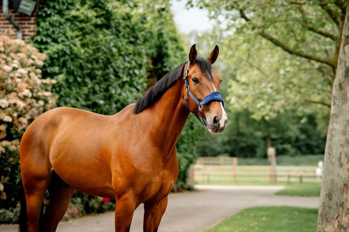 Horseware signature grooming - horseware,
