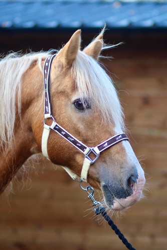 Padded headcollar halter - headcollar, /